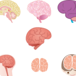 ポジティブ思考に生まれ変わる脳科学テクニック